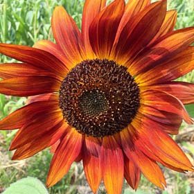 Velvet Queen Sunflower