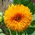 Teddy Bear - Organic Sunflower Seeds