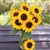 Hella Sonneblume - Organic Sunflower Seeds