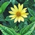 Lemon Queen - Organic Sunflower Seeds