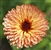 Strawberry Blonde Calendula - Organic Flower Seeds