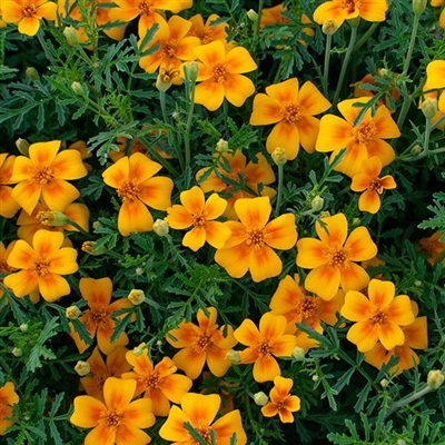 Tangerine Gem Marigold