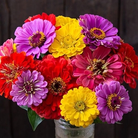 County Fair Blend Zinnias