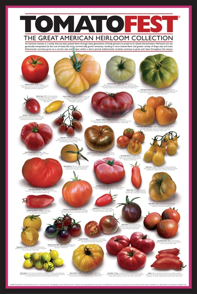 "Great American Heirloom Tomato Poster"