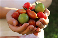 TomatoFest Tomato Seed Bank Donation $50