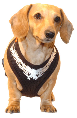 Flaming Phoenix Black Puppia Harness