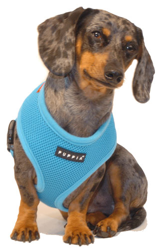 Sky Blue Puppia Harness