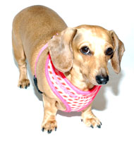 Pink Lattice Puppia Harness