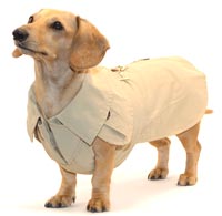 Classic Khaki Dachshund Trenchcoat