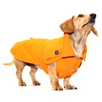 Tangerine Orange Dachshund Trenchcoat