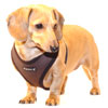 Chocolate Brown Puppia Harness