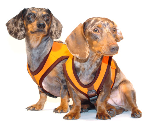 Tangerine Orange Classic Never-Choke Dachshund Harness