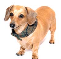 Camo Noodle Bandoodle Dachshund Bandana