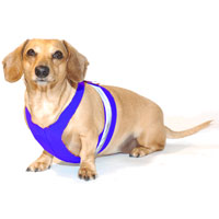 Royal Blue Easy-Go Never-Choke Dachshund Harness