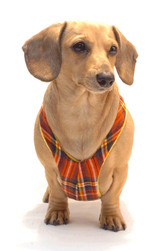 Stewart Plaid Winter Easy-Go Never-Choke Dachshund Harness