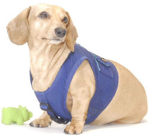 Navy Blue Classic Never-Choke Dachshund Harness