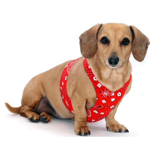 Reversible Bandana Dachshund Harness