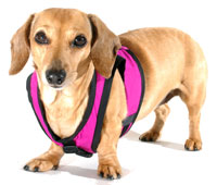 Magenta Classic Never-Choke Dachshund Harness