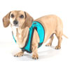 Truly Teal Classic Never-Choke Dachshund Harness