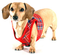 Spencer Plaid Winter Classic Never-Choke Dachshund Harness