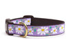 Daisy Dachshund Collar