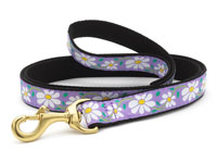 Daisy Dachshund Lead