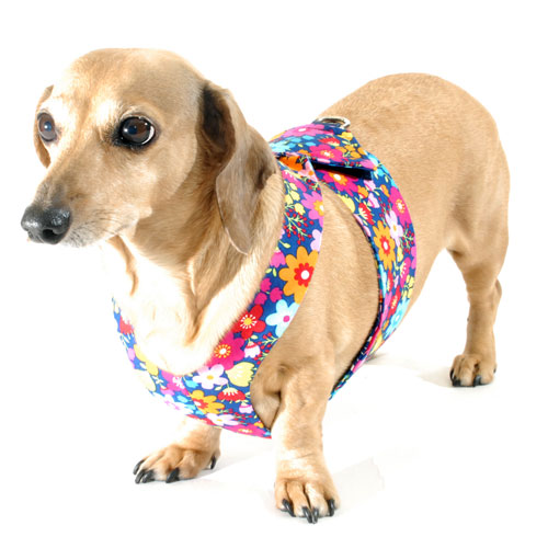 Reversible Summer Flowers Easy-Go Never-Choke Dachshund Harness