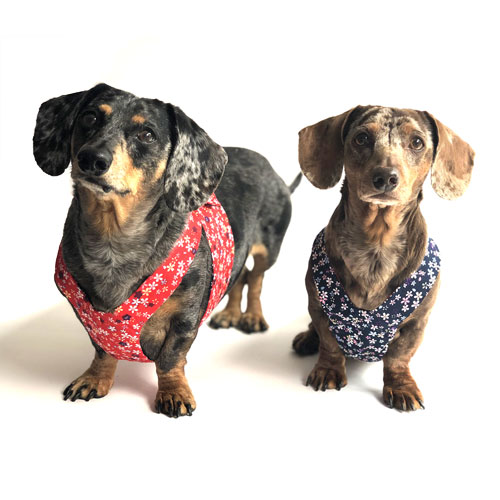 Reversible Dainty Petals Dachshund Harness