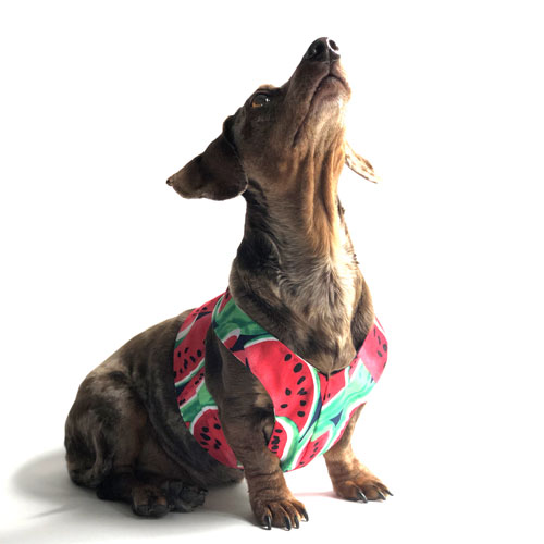 Reversible Juicy Dachshund Harness