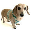 Reversible Dancing Daisies Dachshund Harness