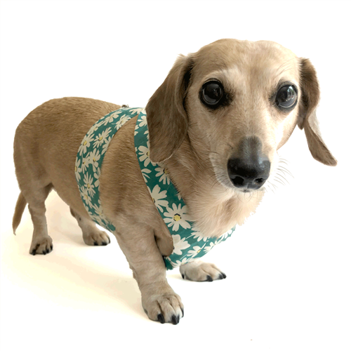 Reversible Dancing Daisies Dachshund Harness