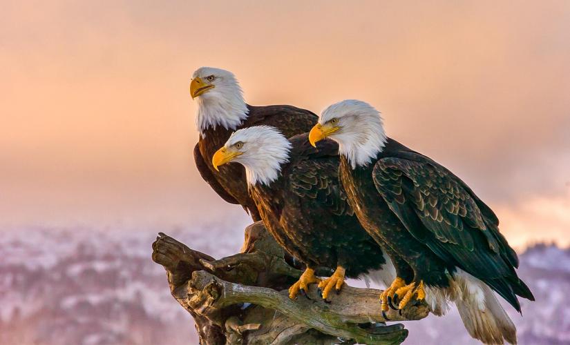 Wildlife & Eagle Watching Day Tour in Ketchikan, Alaska