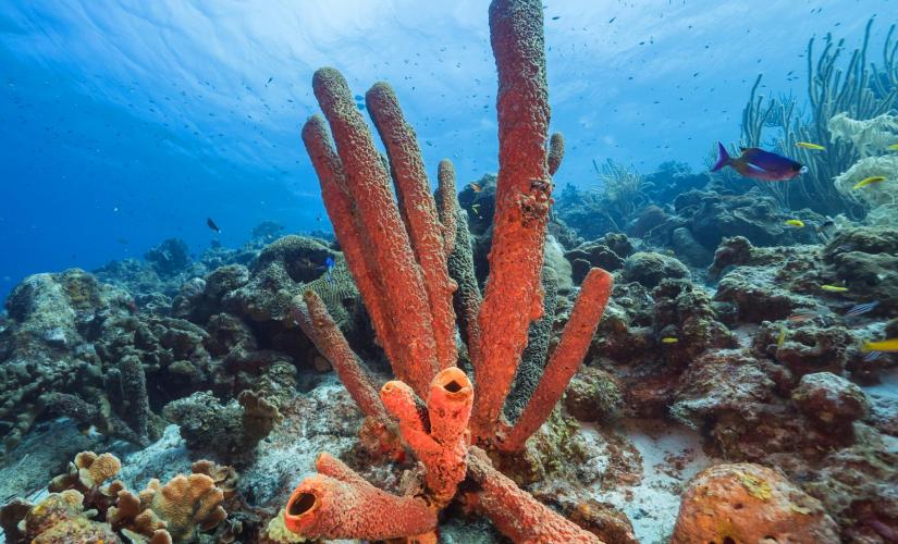 Private Snorkeling and Boat Tour in Curacao (Caracas Bay)