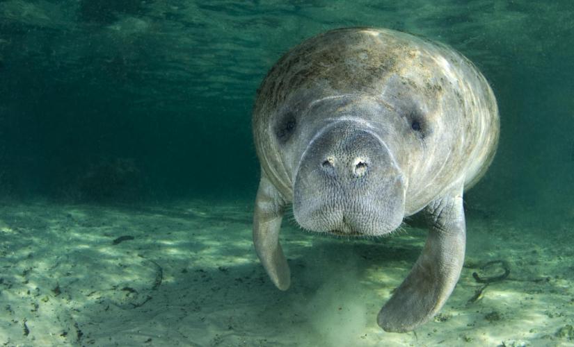 Manatee Swim Encounter Shore Trip at Chankanaab Park in Cozumel