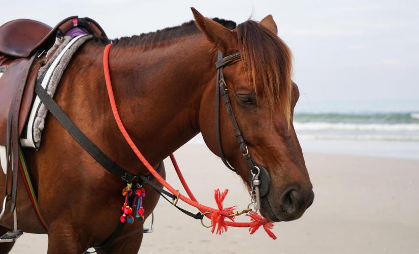 Horseback Ride & Snorkel Cruise Excursion in Roatan