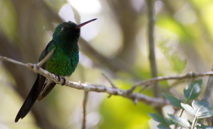 West End Eco Walk Tour with West Bay Beach in Roatan