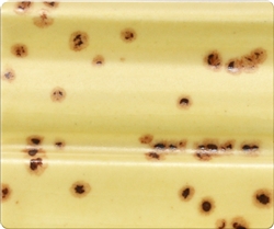 Spectrum Low-Stone Glaze 937 Speckled Adobe Pint