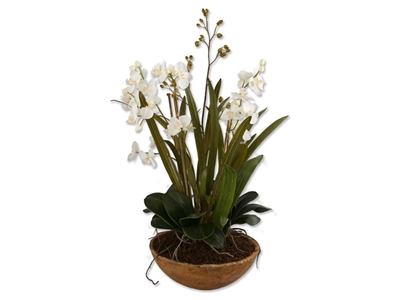 Orchid Planter