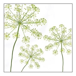 Dill 1