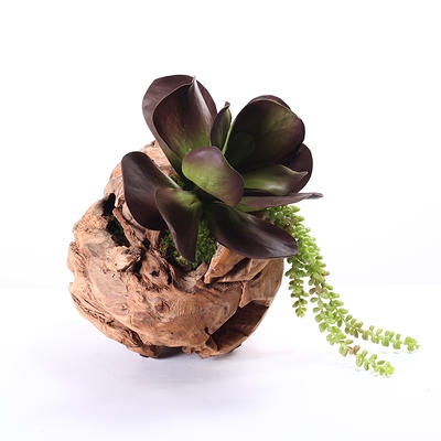 Succulent in Wood Sphere