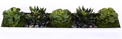 Linear Succulent Centerpiece