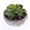 Succulents in a Cement Bowl