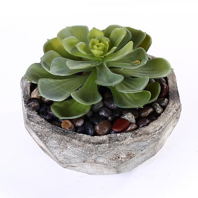 Succulents in a Cement Bowl