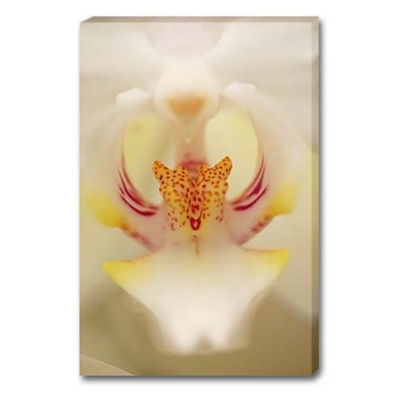 White Orchid