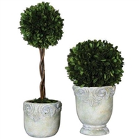 Preserved Boxwood Topiaries