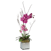 Kaleama Orchids, Fuschia