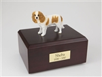 King Charles Spaniel, Brn & Wht