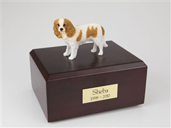 King Charles Spaniel, Brn & Wht