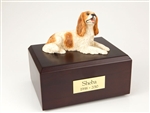 King Charles Spaniel, Brn