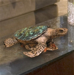 The Glider Turtle Bronze Urn